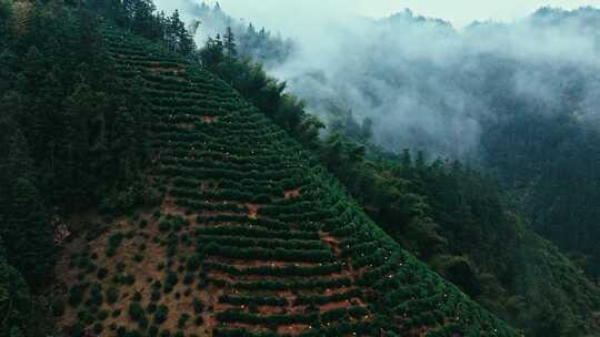 黄山毛峰茶园茶山茶文化航拍