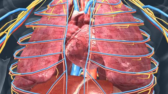 人体器官 心脏 心血管系统 心跳 心血管