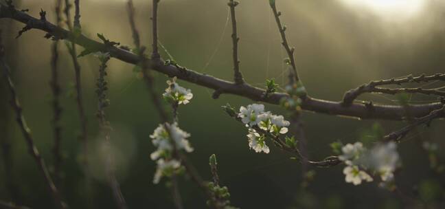 树上的白色花朵