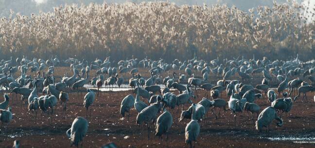 一群鸟类在沼泽地觅食的慢镜头
