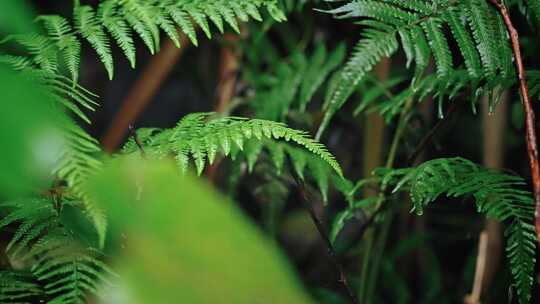 欧洲蕨开花春雷春雨春天绿植雨滴2537