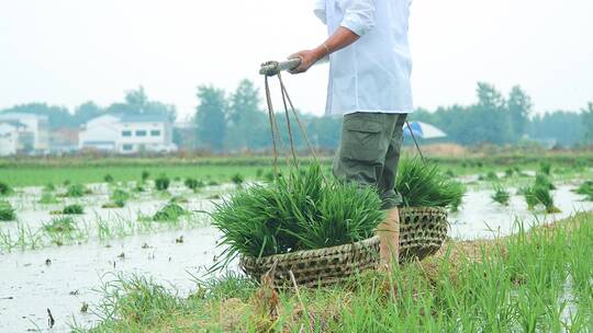 人工种植水稻视频素材模板下载