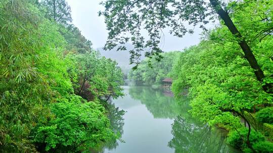 杭州西湖浴鹄湾春天湿地手划船延时