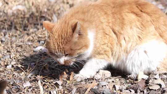 猫咪 小猫 猫 橘猫 动物