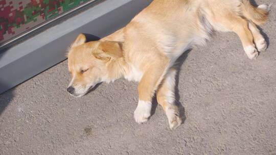 扒在地上晒着太阳睡觉的流浪狗