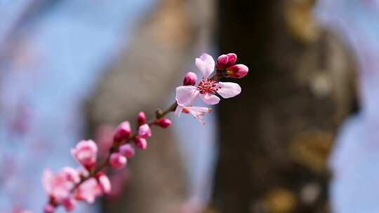 春天盛开的粉色桃花碧桃花朵特写视频素材模板下载