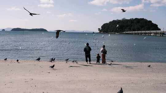 一家三口在海边喂海鸥视频素材模板下载