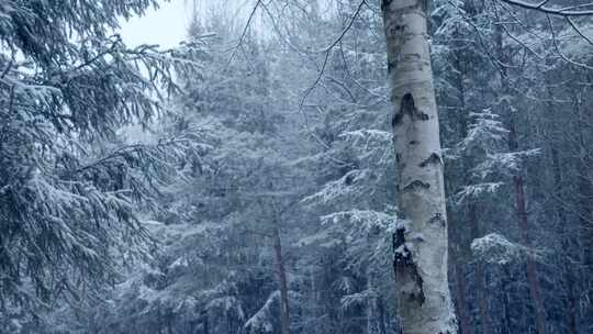 森林，松树，树木，下雪