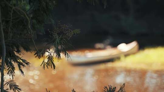 树叶树荫河边风景空境