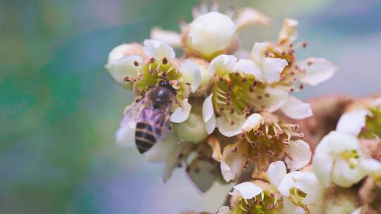 中蜂采集枇杷蜜
