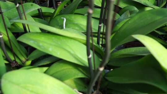 绿叶 叶脉 植物 自然 清新 绿色