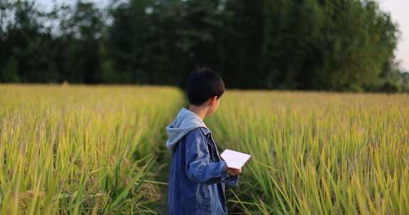 男孩在杭州良渚遗址公园稻田里玩纸飞机