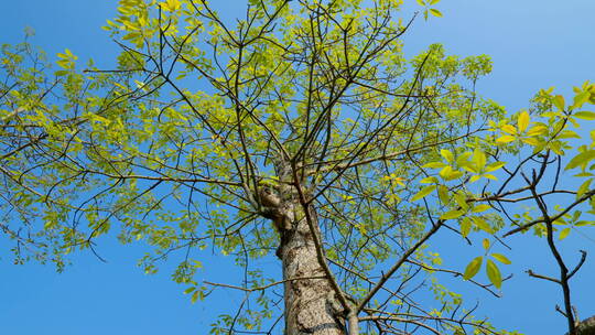 春天仰视蓝天绿树旋转