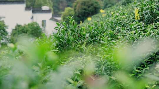 黄山毛峰核心产区明前茶