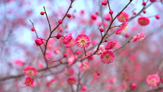 春天盛开的梅花花朵