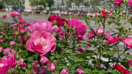 济南花园东路路边蔷薇花、月季花正盛开