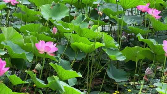 满池盛开荷花夏日荷花唯美中国古风意境