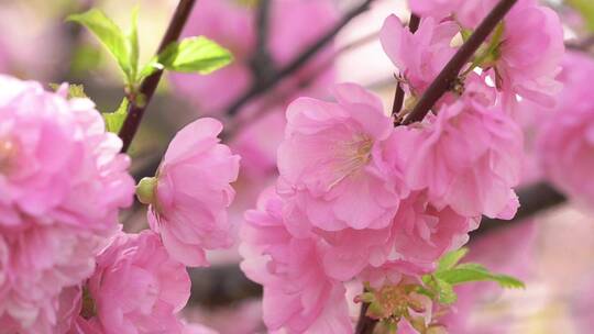 桃花开特写