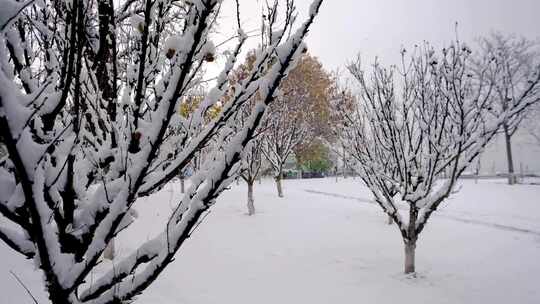 冬季雪天休闲广场公园植物树梢上的积雪