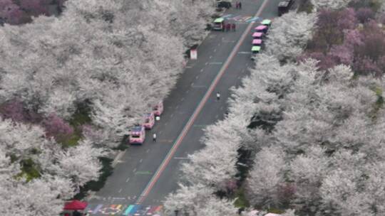 孤柏渡飞黄旅游区樱花园鲜花盛开