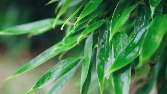 绿叶雨后雨滴水珠