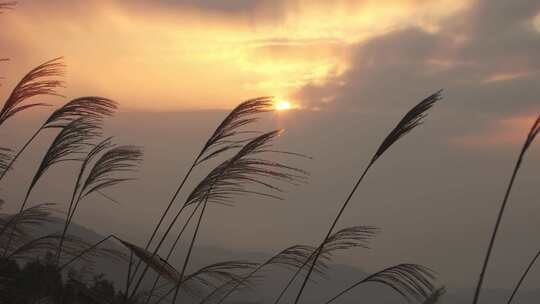 芦苇夕阳黄昏