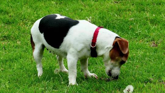 黑白小狗在地上吃草玩耍动物宠物