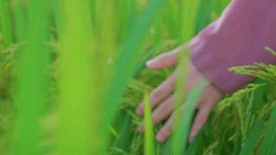 稻田水稻特写 稻穗稻浪