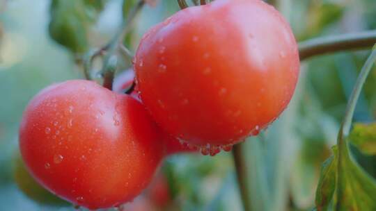 普罗旺斯西红柿番茄视频素材模板下载