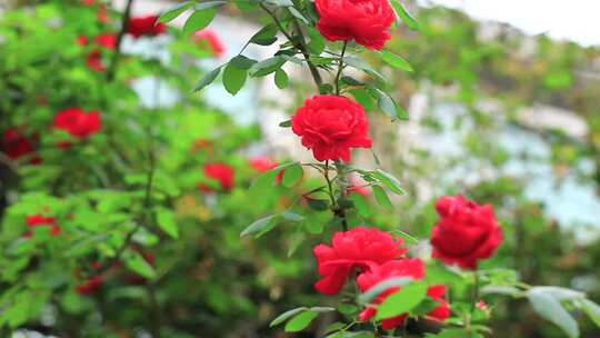 阳光下的鲜花月季玫瑰花