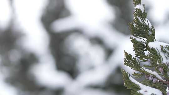 冬天下雪唯美雪景松树枝头被雪覆盖