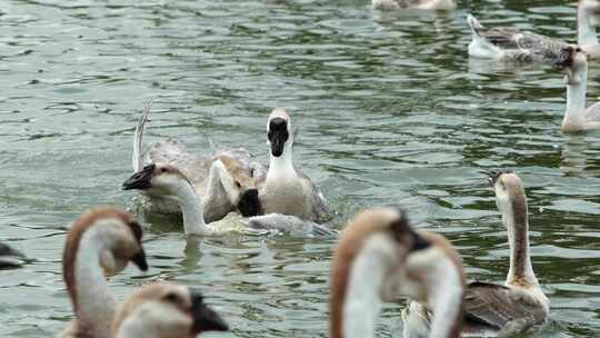 羽翼舞动：湖边鹅群的日常生活