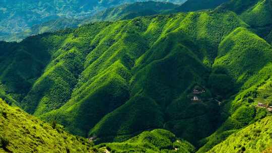 马安山竹海延时