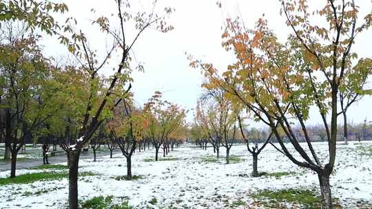 冬天唯美雪景绿叶红花上的雪