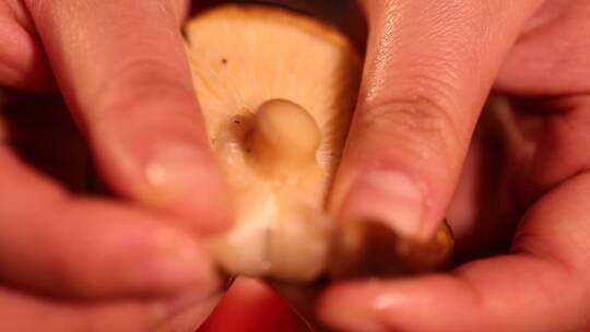 食材香菇肉质一朵香菇