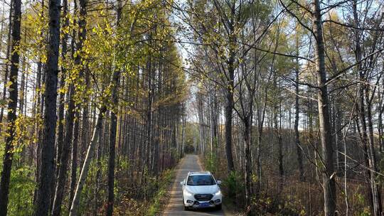 秋季林间小路车辆驶过视频素材模板下载