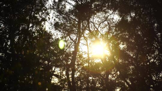 松树林树林逆光剪影树木夕阳森林夜幕降临