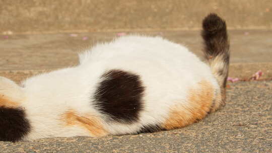 春天清晨流浪猫在地上打滚视频素材模板下载