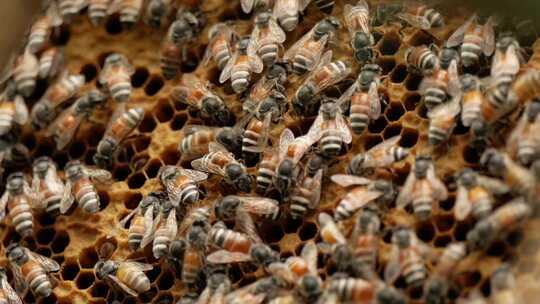 养蜂场蜜蜂养殖 养