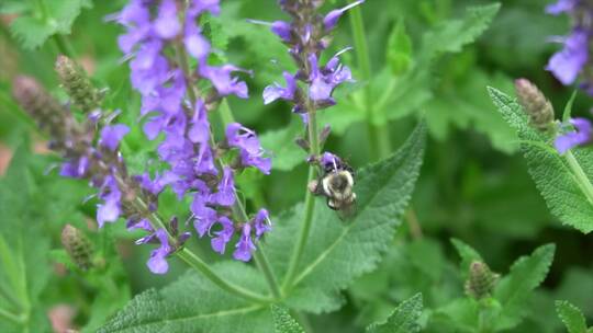 一只在紫色花朵上取食的蜜蜂