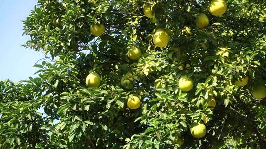 柚子树苹果柚