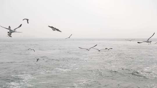 阴天海鸥在海面飞翔