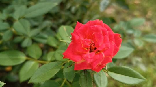 红色小清新月季花花朵