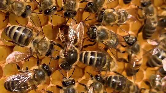 蜜蜂采蜜蜂蜜蜂胶蜂巢