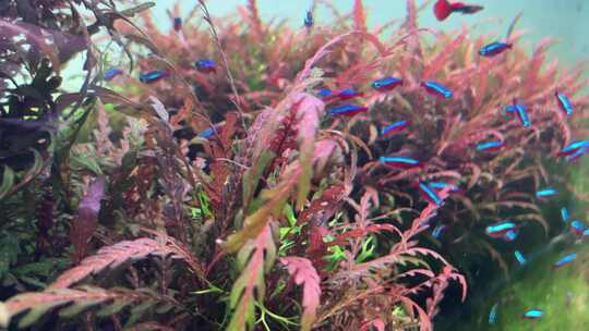 水草水下水族造景植物