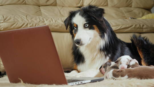 有趣的小狗看笔记本电脑屏幕