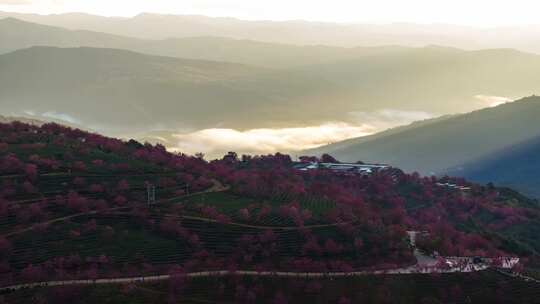 （延时）冬日无量山樱花谷日出云海茶园