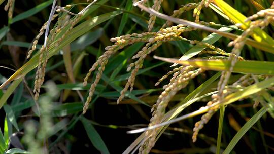 阳光下的稻谷稻穗稻田地水稻