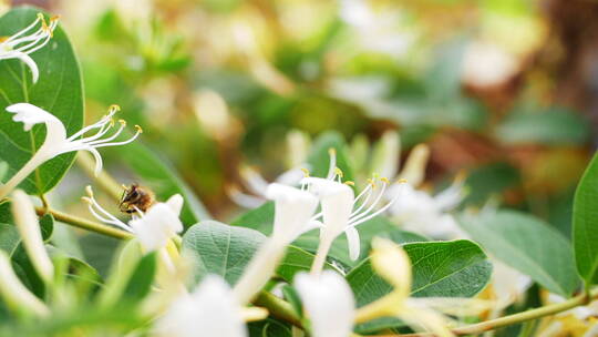 蜜蜂在金银花上采蜜飞舞慢镜头视频素材模板下载