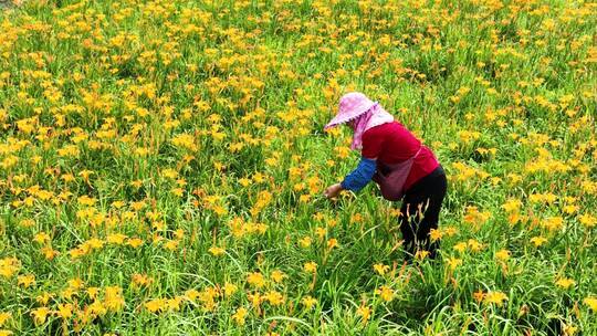 萱草花园里实拍航拍农妇采摘乡村振兴新农村视频素材模板下载